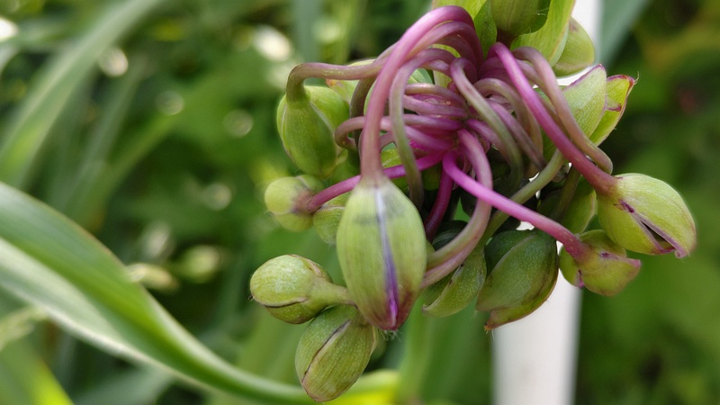 ムラサキツユクサの蕾 横浜市旭区今宿東町