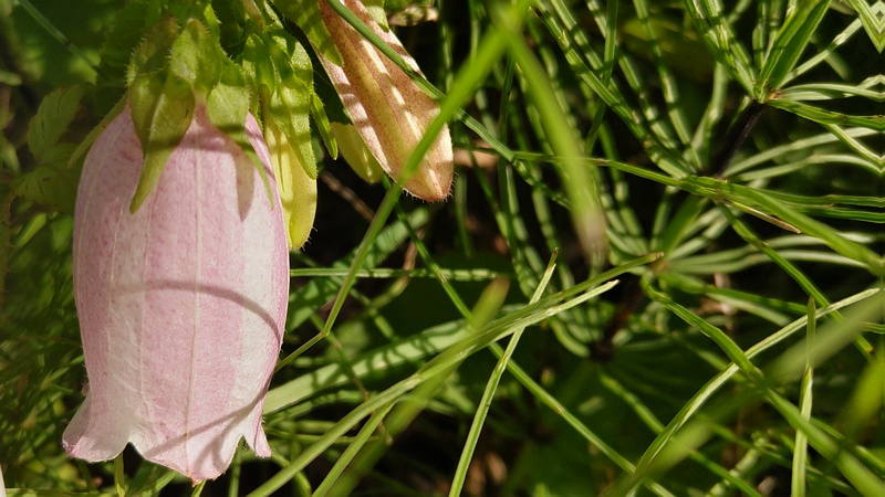 ホタルブクロの花 横浜市旭区今宿東町