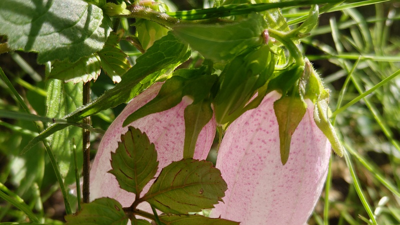 ホタルブクロの花 横浜市旭区今宿東町