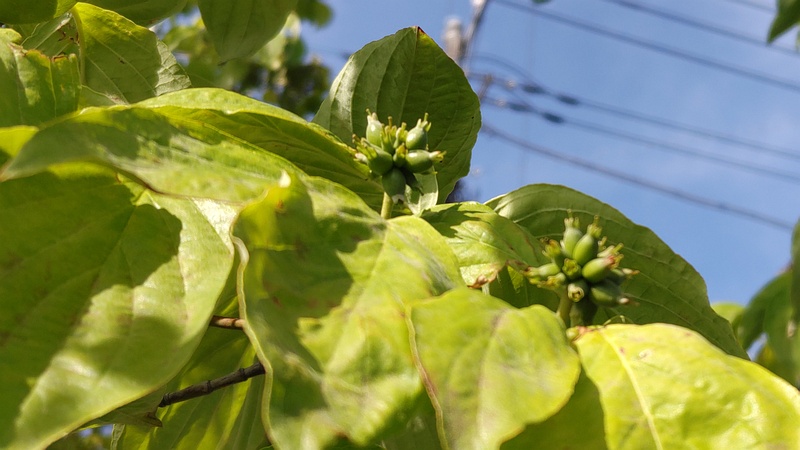ハナミズキの若い果実 横浜市旭区今宿東町