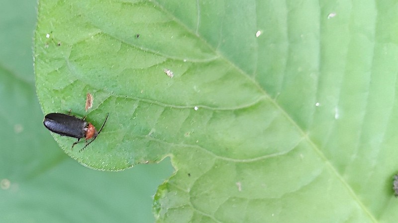 ムネクリイロボタル 横浜市旭区今宿南町