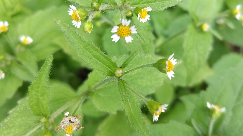 ハキダメギクの花 横浜市旭区今宿南町