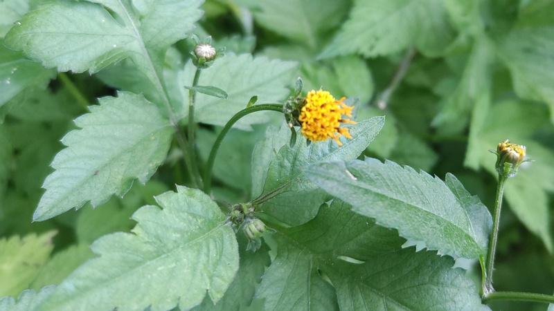 コセンダングサの花 横浜市旭区今宿南町