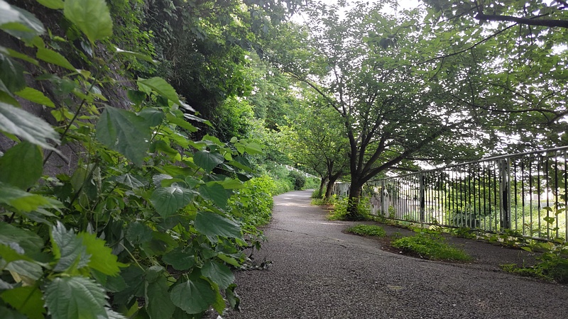 遊歩道 横浜市旭区今宿南町