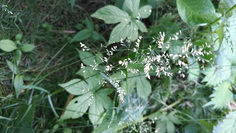 カゼクサ 横浜市旭区今宿南町