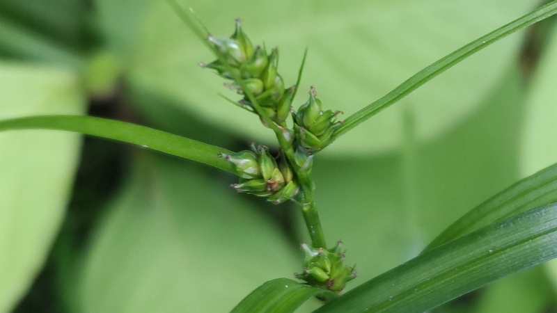 マスクサ 横浜市旭区今宿南町