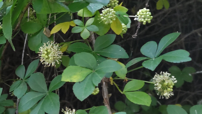 オカウコギの花 横浜市旭区今宿南町