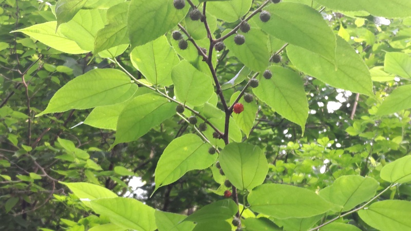 ヒメコウゾの果実 横浜市旭区今宿南町
