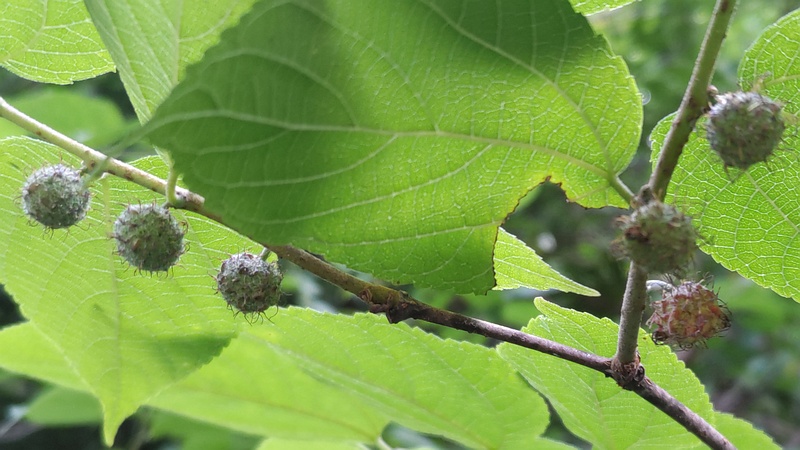 ヒメコウゾの果実 横浜市旭区今宿南町