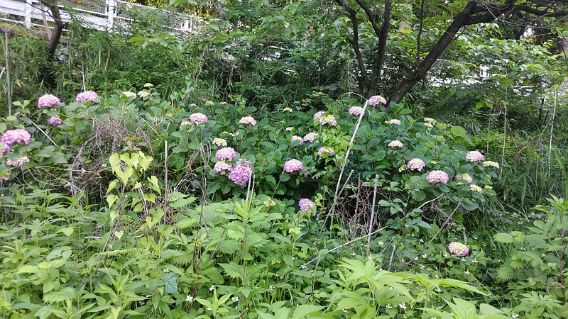 アジサイの花 横浜市旭区今宿南町