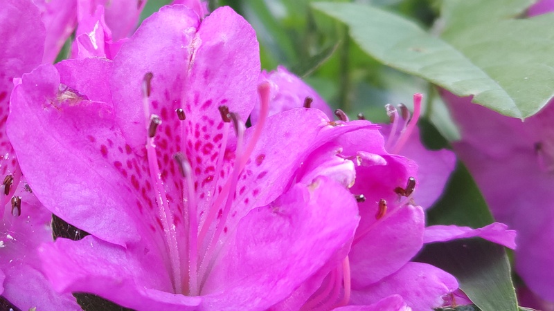 オオムラサキツツジの花 横浜市旭区今宿南町