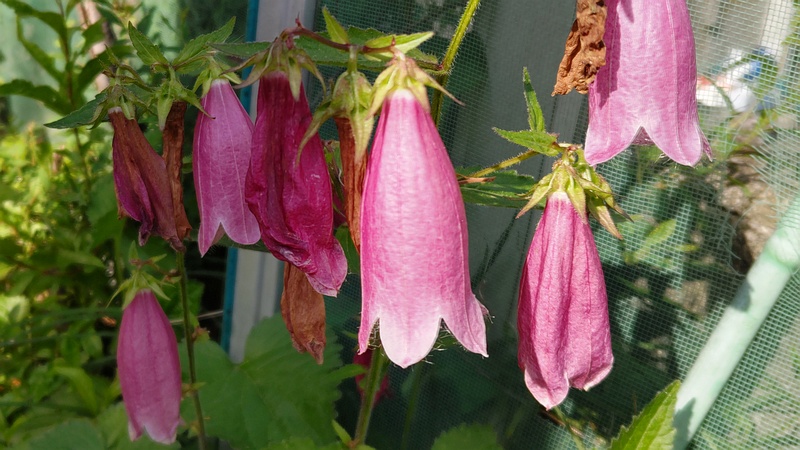 ホタルブクロの花 横浜市旭区今宿南町