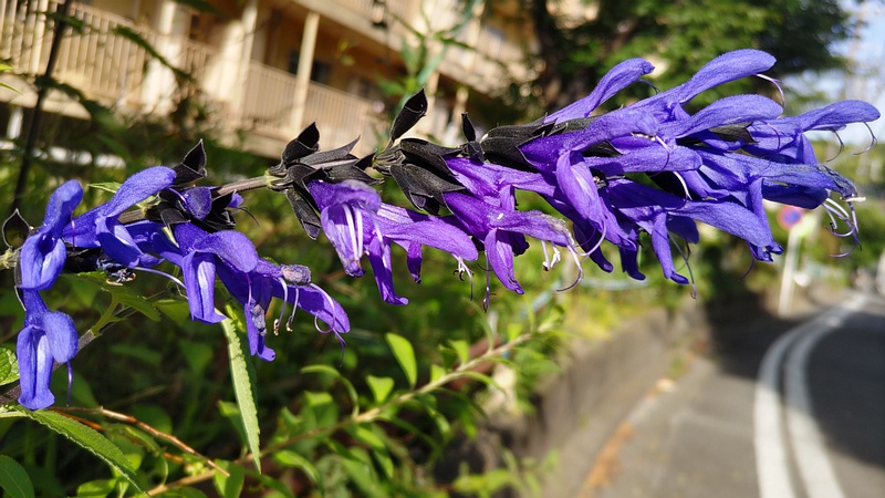 サルビア・ガラニチカ 横浜市旭区今宿南町