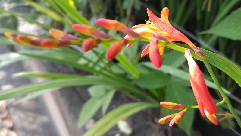 ヒメヒオウギズイセンの花 横浜市旭区今宿南町