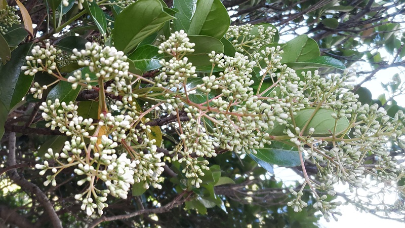 トウネズミモチの蕾 横浜市旭区今宿南町