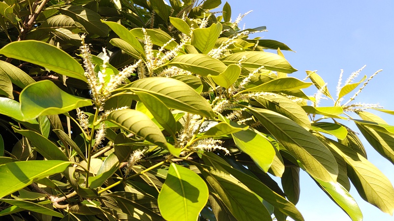 マテバシイの雄花 横浜市旭区今宿南町
