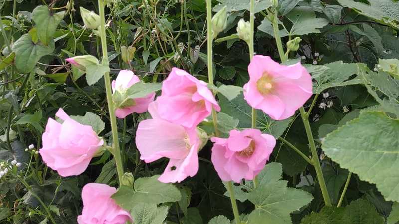タチアオイの花 横浜市旭区今宿東町