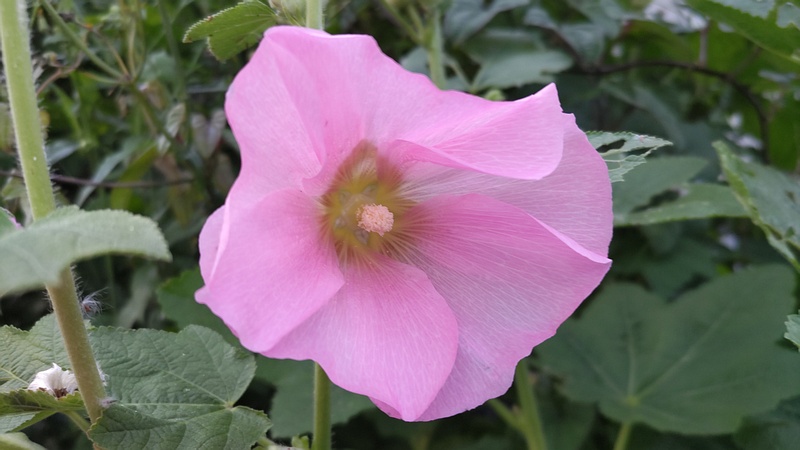 タチアオイの花 横浜市旭区今宿東町