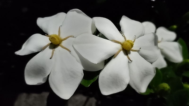 クチナシの花 横浜市旭区鶴ヶ峰本町