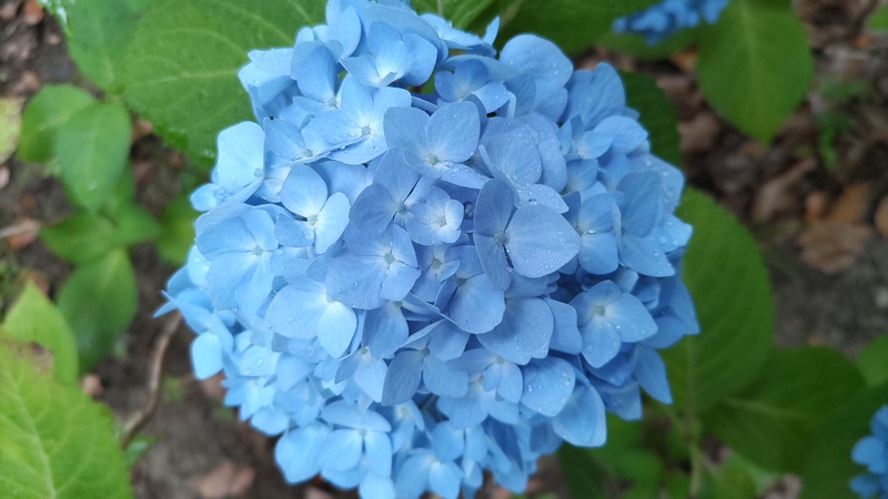 アジサイの花 東京都大田区平和島公園