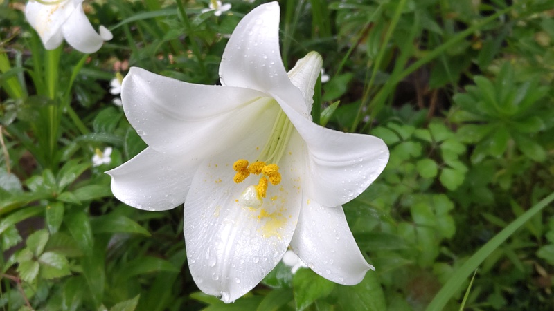 テッポウユリの花 東京都大田区平和島公園