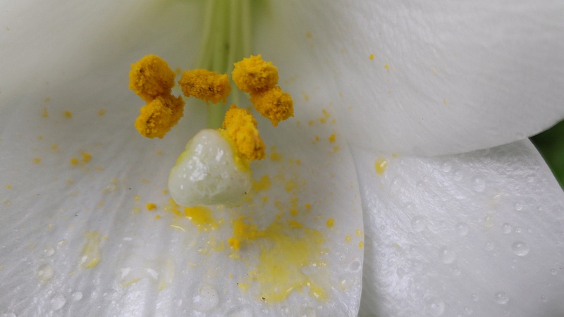 テッポウユリの花 東京都大田区平和島公園