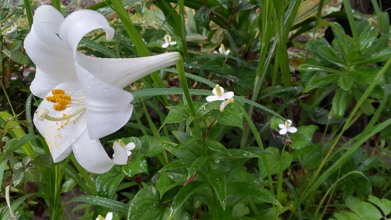 テッポウユリの花 東京都大田区平和島公園