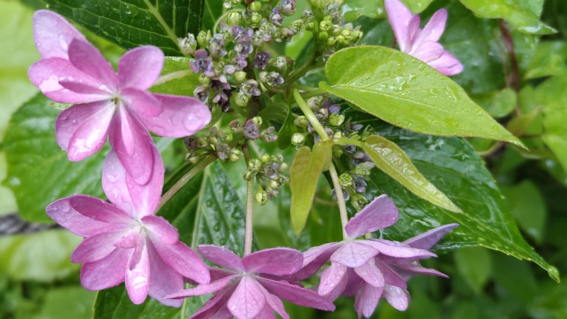 アジサイの花 東京都大田区平和島公園