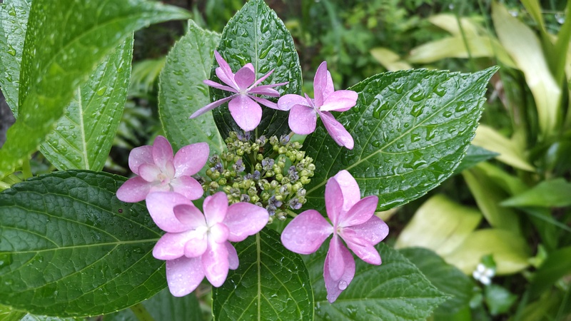 アジサイの花 東京都大田区平和島公園