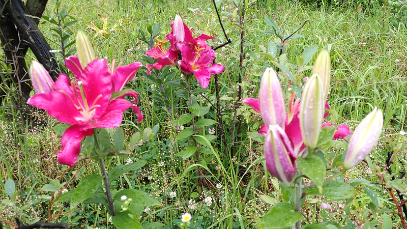 ヤマユリの花 東京都大田区平和島公園