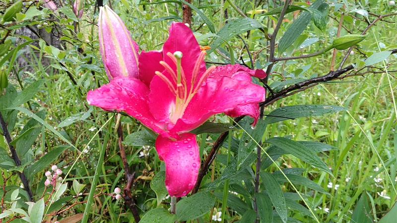 ヤマユリの花 東京都大田区平和島公園