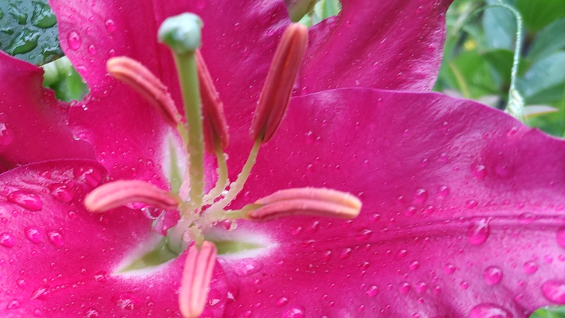 ヤマユリの花 東京都大田区平和島公園