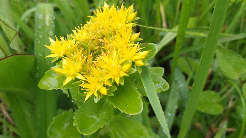 キリンソウの花 東京都大田区平和島公園