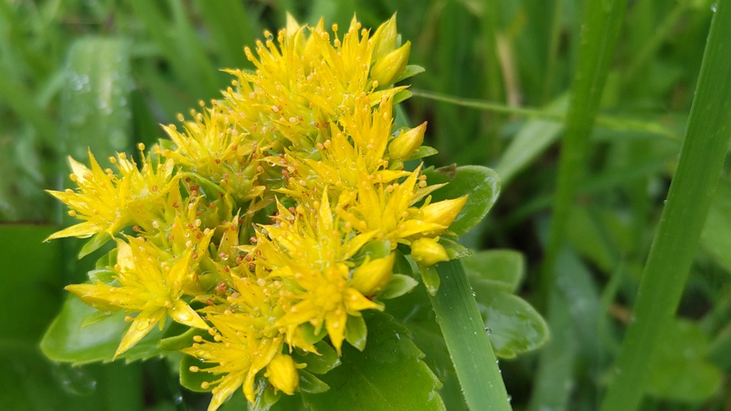 キリンソウの花 東京都大田区平和島公園