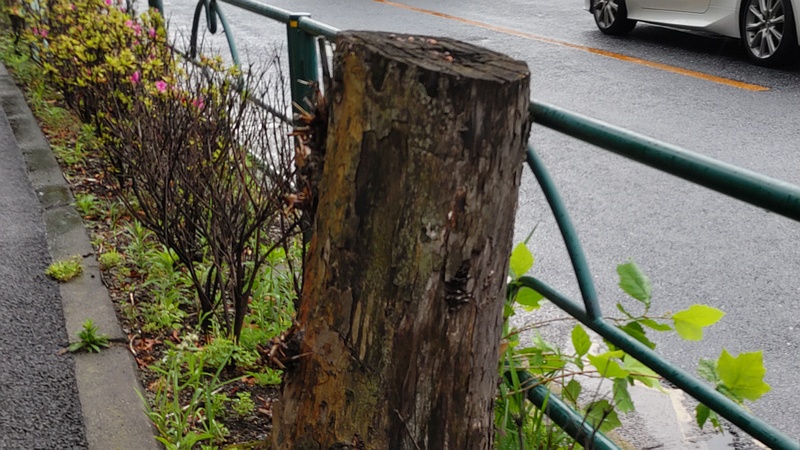 アオギリの切株 東京都大田区平和島