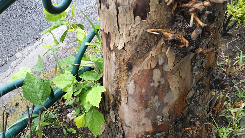 アオギリの切株 東京都大田区平和島