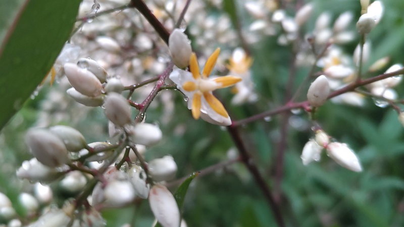 ナンテンの花 東京都大田区平和島公園