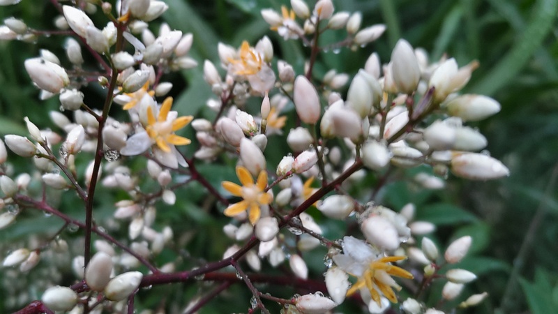 ナンテンの花 東京都大田区平和島公園