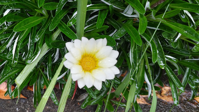 ガザニアの花 東京都大田区平和の森公園