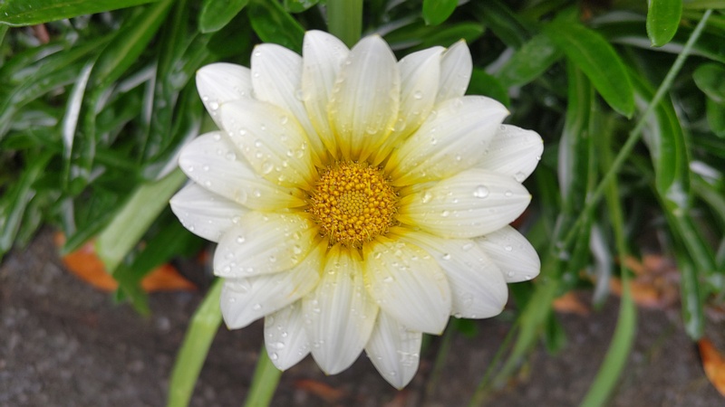 ガザニアの花 東京都大田区平和の森公園