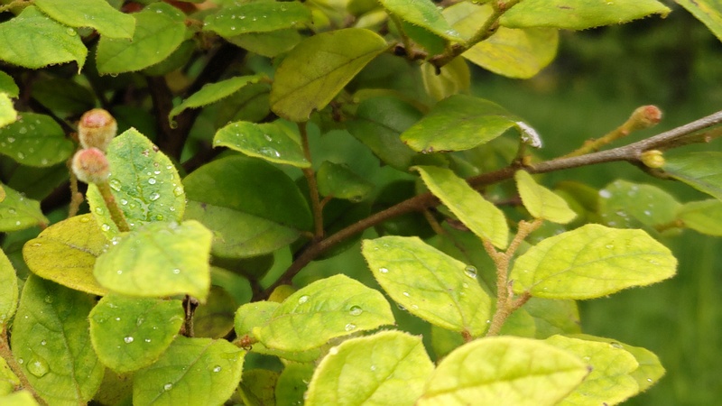 トキワマンサクの若い果実 東京都大田区平和の森公園