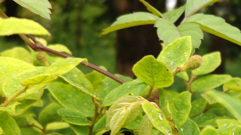 トキワマンサクの若い果実 東京都大田区平和の森公園