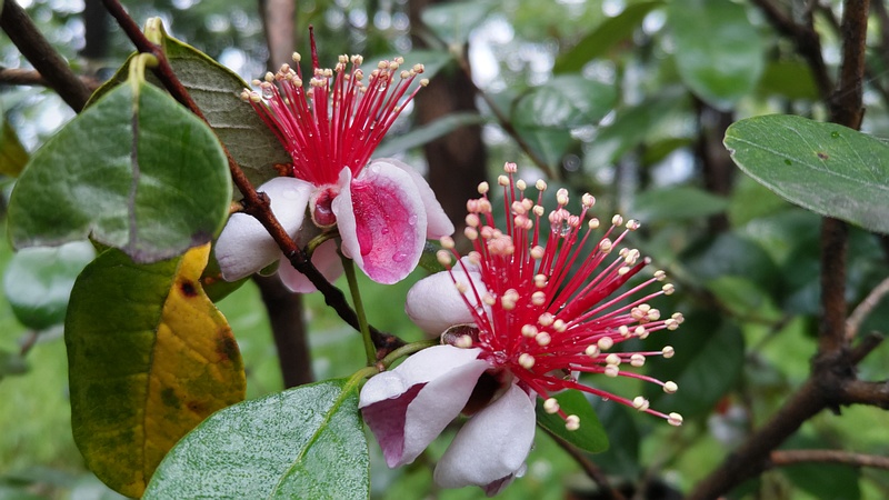 フェイジョアの花 東京都大田区平和の森公園