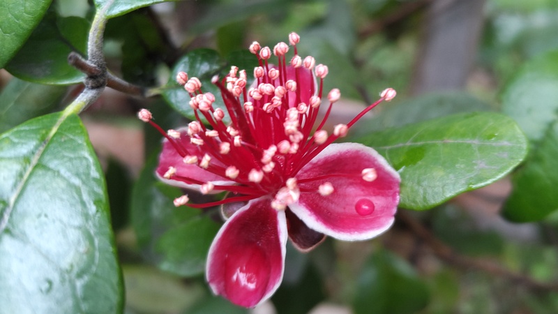 フェイジョアの花 東京都大田区平和の森公園