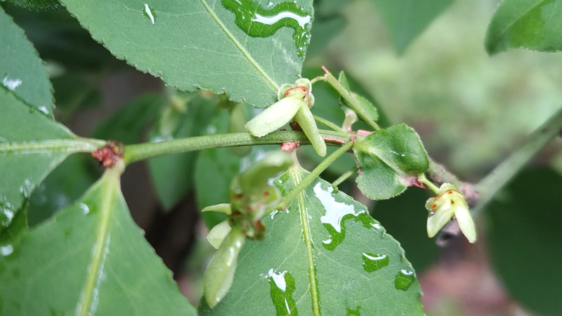 ニシキギの若い果実 東京都大田区平和の森公園