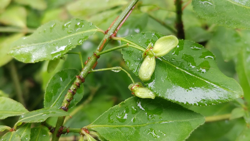 ニシキギの若い果実 東京都大田区平和の森公園