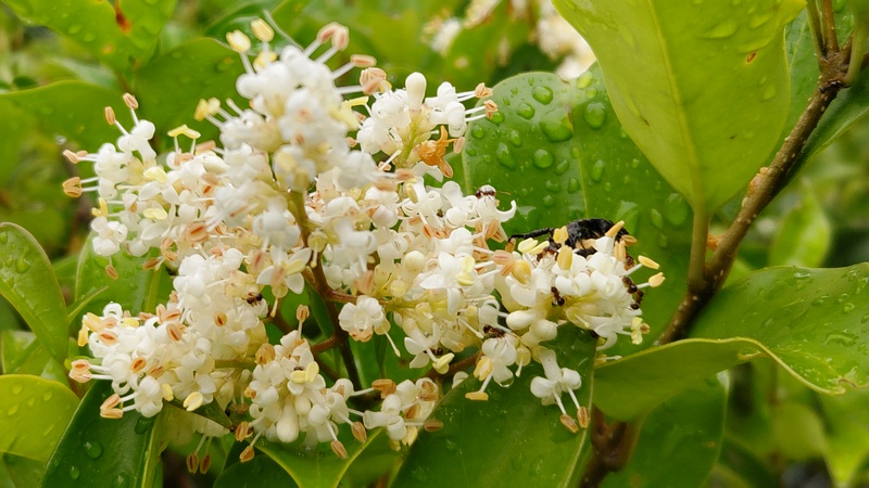 ネズミモチの花 東京都大田区平和島公園