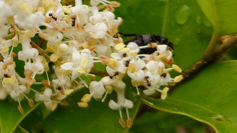 ネズミモチの花とハナムグリ？ 東京都大田区平和島公園