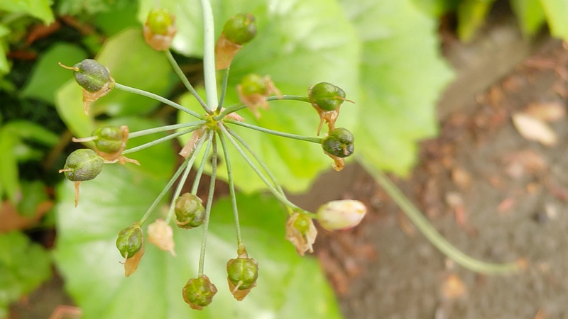 ハタケニラの果実 東京都大田区平和島公園
