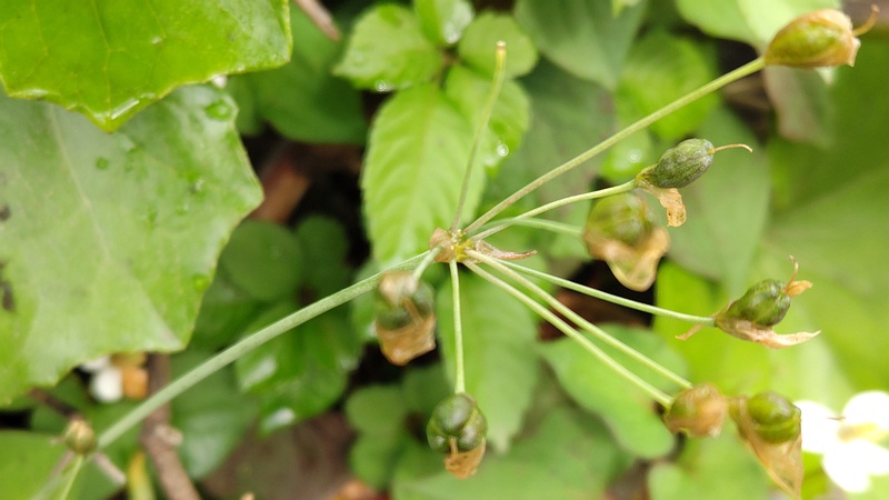 ハタケニラの果実 東京都大田区平和島公園